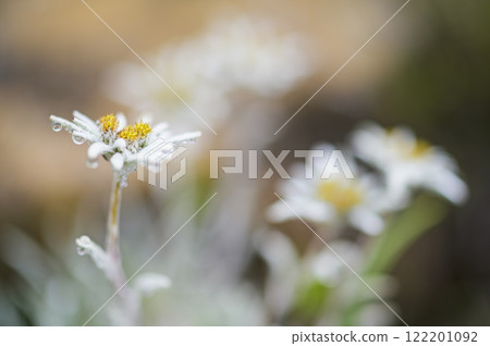 Mt. Shibutsu Hosoba Hinaus Yukisou 122201092