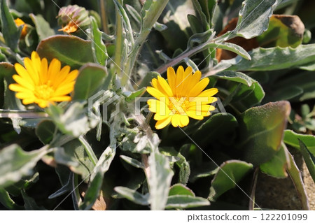 冬季花園裡盛開的橘色金盞花小花 冬季花園裡盛開的橘色金盞花小花 122201099