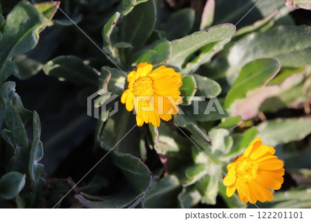 冬季花園裡盛開的橘色金盞花小花 122201101