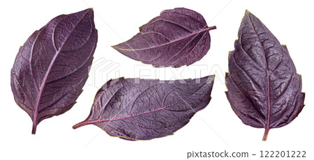 Purple basil leaves isolated on white background with clipping path, collection Purple basil leaves isolated on white background with clipping path, collection 122201222