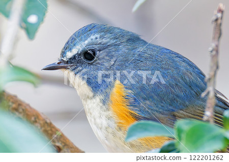Close-up of a Blue-and-White Flycatcher in the forest Close-up of a Blue-and-White Flycatcher in the forest 122201262