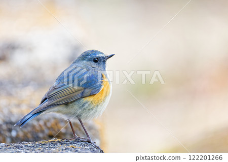A male Blue-and-white flycatcher resting on a mountain rock A male Blue-and-white flycatcher resting on a mountain rock 122201266