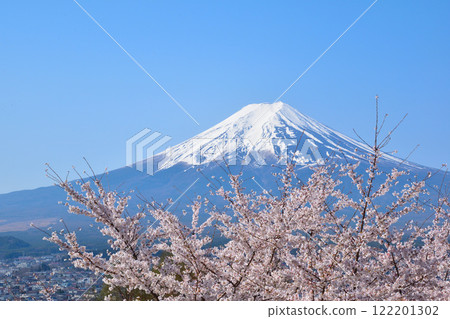 Spring Cherry Blossoms Mt. Fuji 122201302