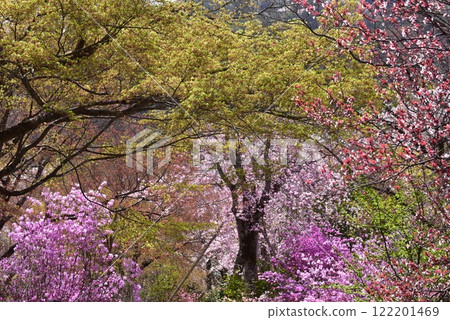 Bright pink weeping cherry blossoms: A profusion of flowers in spring at Tenryu-ji Temple Bright pink weeping cherry blossoms: A profusion of flowers in spring at Tenryu-ji Temple 122201469