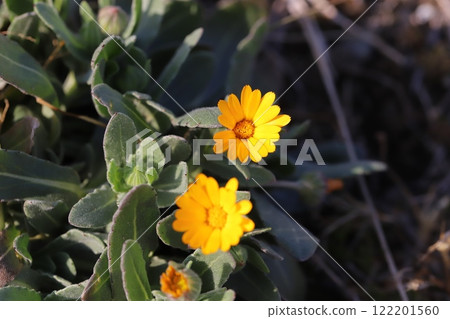 冬季花園裡盛開的橘色金盞花小花 冬季花園裡盛開的橘色金盞花小花 122201560