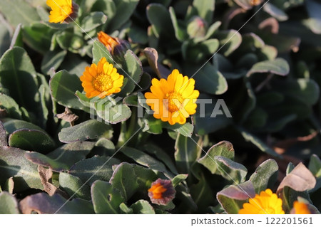 冬季花園裡盛開的橘色金盞花小花 122201561
