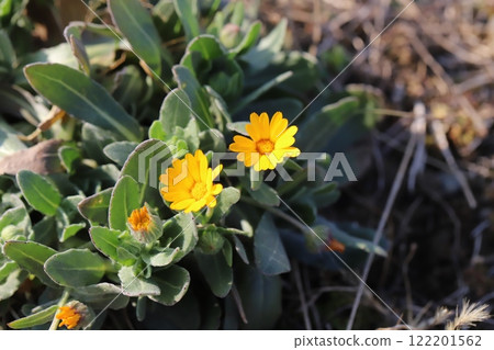 Small orange calendula flowers blooming in a winter garden 122201562