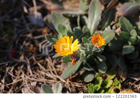 冬季花園裡盛開的橘色金盞花小花 冬季花園裡盛開的橘色金盞花小花 122201563