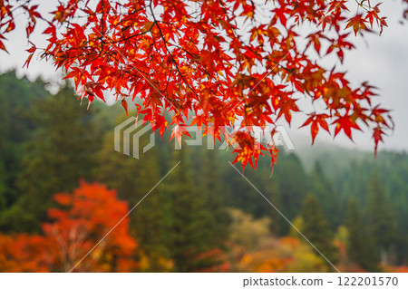 豐田市(愛知縣)大平公園的秋葉 豐田市(愛知縣)大平公園的秋葉 122201570