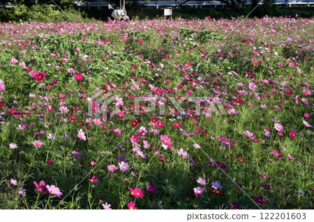 尼崎武庫川波斯菊花園（2024年，兵庫縣尼崎市） 122201603