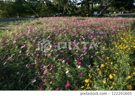 Amagasaki Mukogawa Cosmos Garden (2024, Amagasaki City, Hyogo Prefecture) 122201605