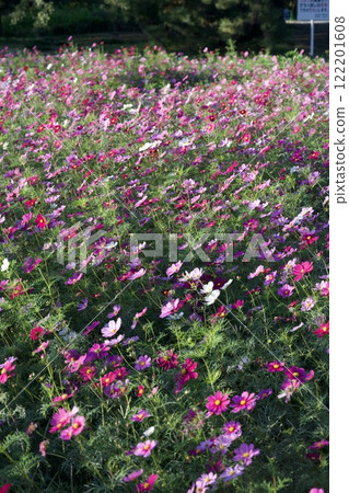 尼崎武庫川波斯菊花園(2024年,兵庫縣尼崎市) 尼崎武庫川波斯菊花園(2024年,兵庫縣尼崎市) 122201608