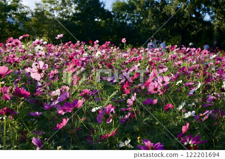 Amagasaki Mukogawa Cosmos Garden (2024, Amagasaki City, Hyogo Prefecture) Amagasaki Mukogawa Cosmos Garden (2024, Amagasaki City, Hyogo Prefecture) 122201694
