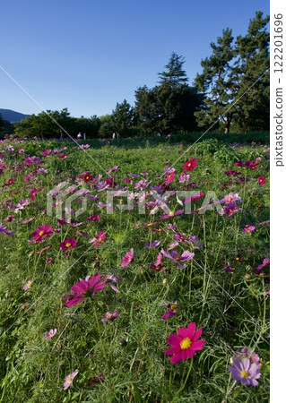 尼崎武庫川波斯菊花園(2024年,兵庫縣尼崎市) 尼崎武庫川波斯菊花園(2024年,兵庫縣尼崎市) 122201696