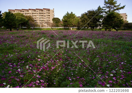 尼崎武庫川波斯菊花園(2024年,兵庫縣尼崎市) 尼崎武庫川波斯菊花園(2024年,兵庫縣尼崎市) 122201698