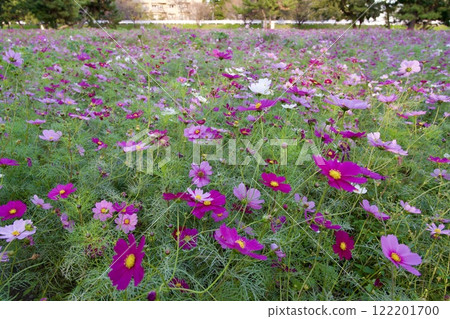 尼崎武庫川波斯菊花園(2024年,兵庫縣尼崎市) 尼崎武庫川波斯菊花園(2024年,兵庫縣尼崎市) 122201700