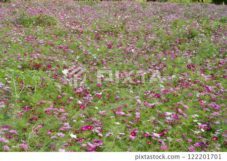 Amagasaki Mukogawa Cosmos Garden (2024, Amagasaki City, Hyogo Prefecture) Amagasaki Mukogawa Cosmos Garden (2024, Amagasaki City, Hyogo Prefecture) 122201701