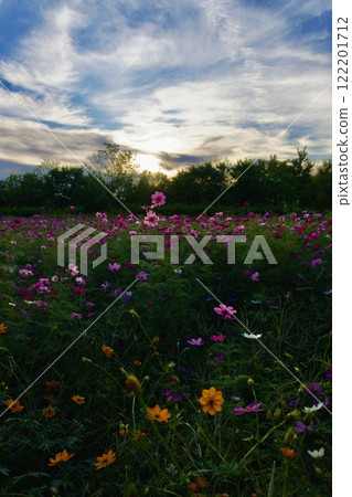 Amagasaki Mukogawa Cosmos Garden (2024, Amagasaki City, Hyogo Prefecture) 122201712