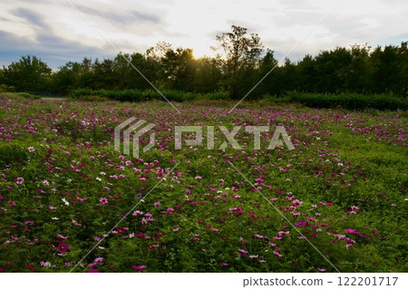 Amagasaki Mukogawa Cosmos Garden (2024, Amagasaki City, Hyogo Prefecture) 122201717