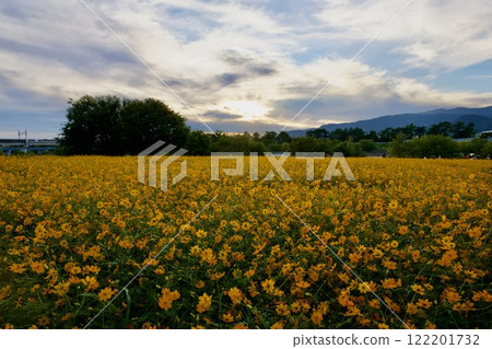 尼崎武庫川波斯菊花園（2024年，兵庫縣尼崎市） 122201732