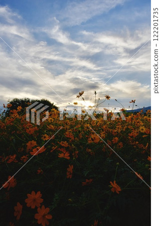 Amagasaki Mukogawa Cosmos Garden (2024, Amagasaki City, Hyogo Prefecture) 122201735