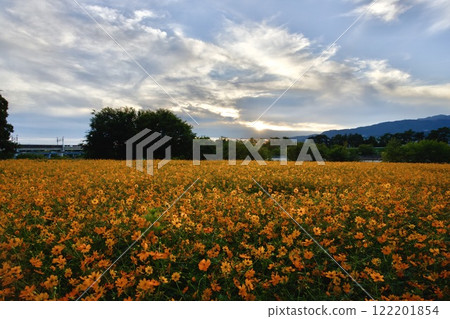 尼崎武庫川波斯菊花園（2024年，兵庫縣尼崎市） 122201854