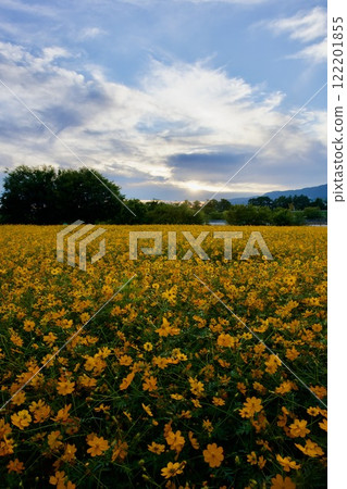 尼崎武庫川波斯菊花園（2024年，兵庫縣尼崎市） 122201855