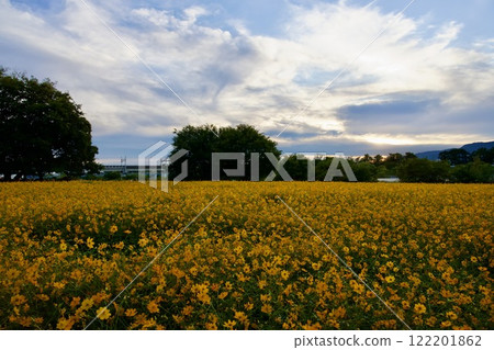 Amagasaki Mukogawa Cosmos Garden (2024, Amagasaki City, Hyogo Prefecture) Amagasaki Mukogawa Cosmos Garden (2024, Amagasaki City, Hyogo Prefecture) 122201862