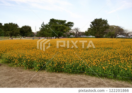 尼崎武庫川波斯菊花園（2024年，兵庫縣尼崎市） 122201866