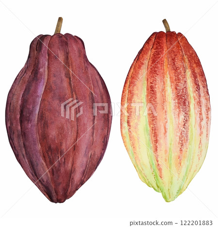 A set of botanical illustrations. Watercolor collection of cocoa fruits highlighted on a white background. Exotic cocoa plants, an ingredient for cooking and cosmetics. 122201883