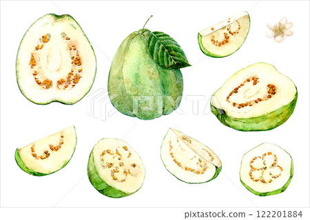 Exotic fruits on a white background. Watercolor illustration. Guava with white pulp. Whole fruit, cut piece and flower. 122201884