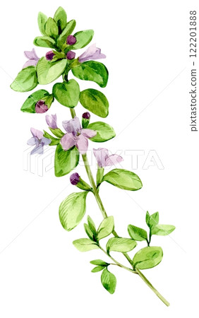 Watercolor drawing of broadleaf thyme, isolated on white background. Botanical hand drawn illustration. Fragrant kitchen herb, spice for mediterranean cuisine. 122201888