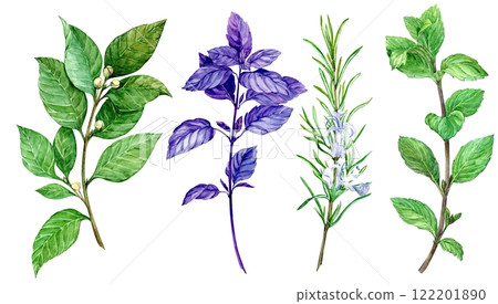 Watercolor set of culinary herbs: mint, rosemary, bay leaf, basil. Illustration in botanical style using kitchen herbs and spices. Ingredients of Italian and Mediterranean cuisine on white background 122201890