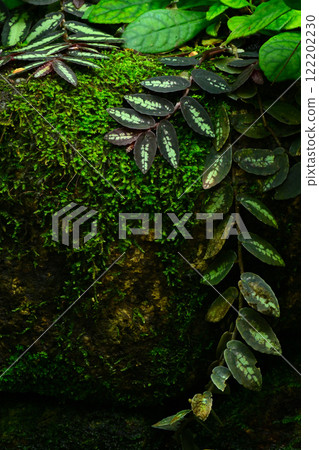 Rock with moss 122202230