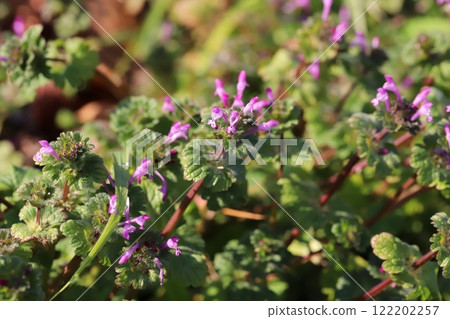 冬季田野中盛開的粉紅色小佛座花 冬季田野中盛開的粉紅色小佛座花 122202257