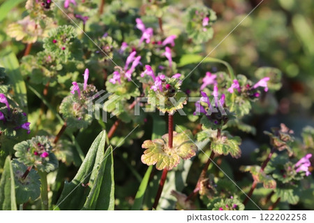 Small pink flowers of Lamium amplexicaule (Lamium amplexicaule) blooming in a winter field 122202258