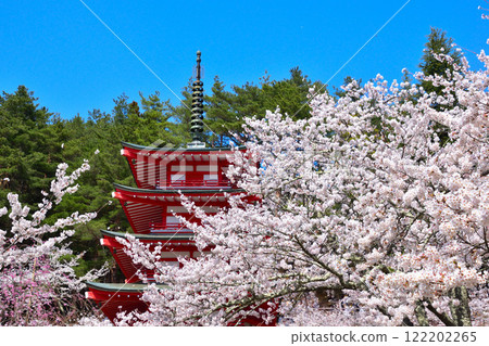 Spring Cherry Blossoms Arakura Fuji Sengen Shrine 122202265