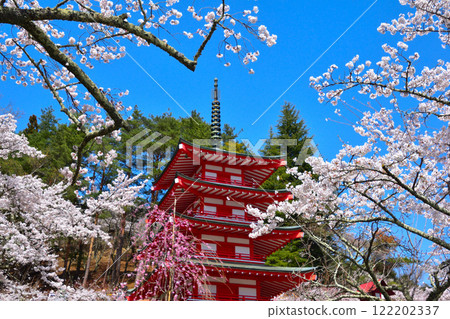 Spring Cherry Blossoms Arakura Fuji Sengen Shrine Spring Cherry Blossoms Arakura Fuji Sengen Shrine 122202337