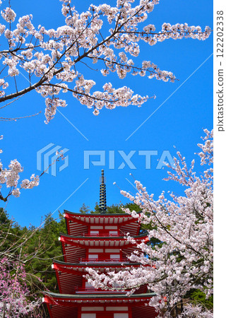 春天的櫻花新倉富士淺間神社 122202338