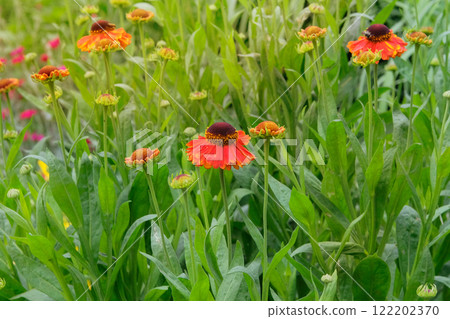Flowers of Helenium autumnale is growing in garden. Orange Helenium autumnale grows in meadow or open areas. Cottage garden. Sunny day. 122202370