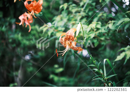 美麗的惡魔百合花 美麗的惡魔百合花 122202381