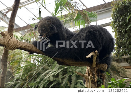 神戶動物王國賓特龍 神戶動物王國賓特龍 122202431