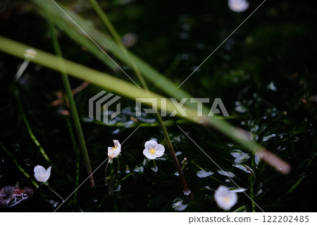 White flowers of aquatic plants blooming on the water surface 122202485