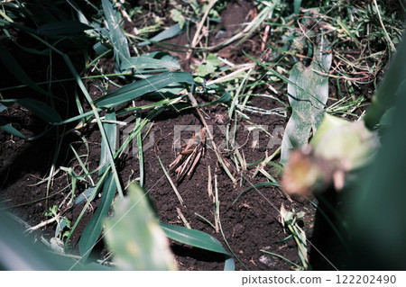 A grasshopper on the ground 122202490