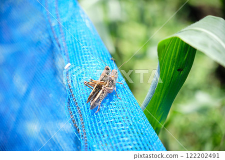 蝗蟲騎在它的背上 122202491
