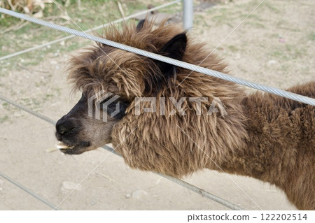 神戶動物王國羊駝 神戶動物王國羊駝 122202514