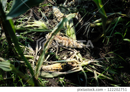 玉米田被害蟲破壞 玉米田被害蟲破壞 122202751