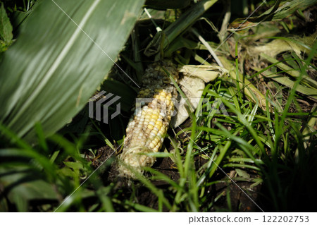玉米被動物破壞 玉米被動物破壞 122202753