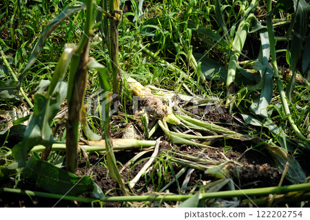 被野生動物吃掉的玉米粒 被野生動物吃掉的玉米粒 122202754