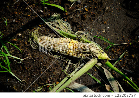 Leftover tattered corn 122202757